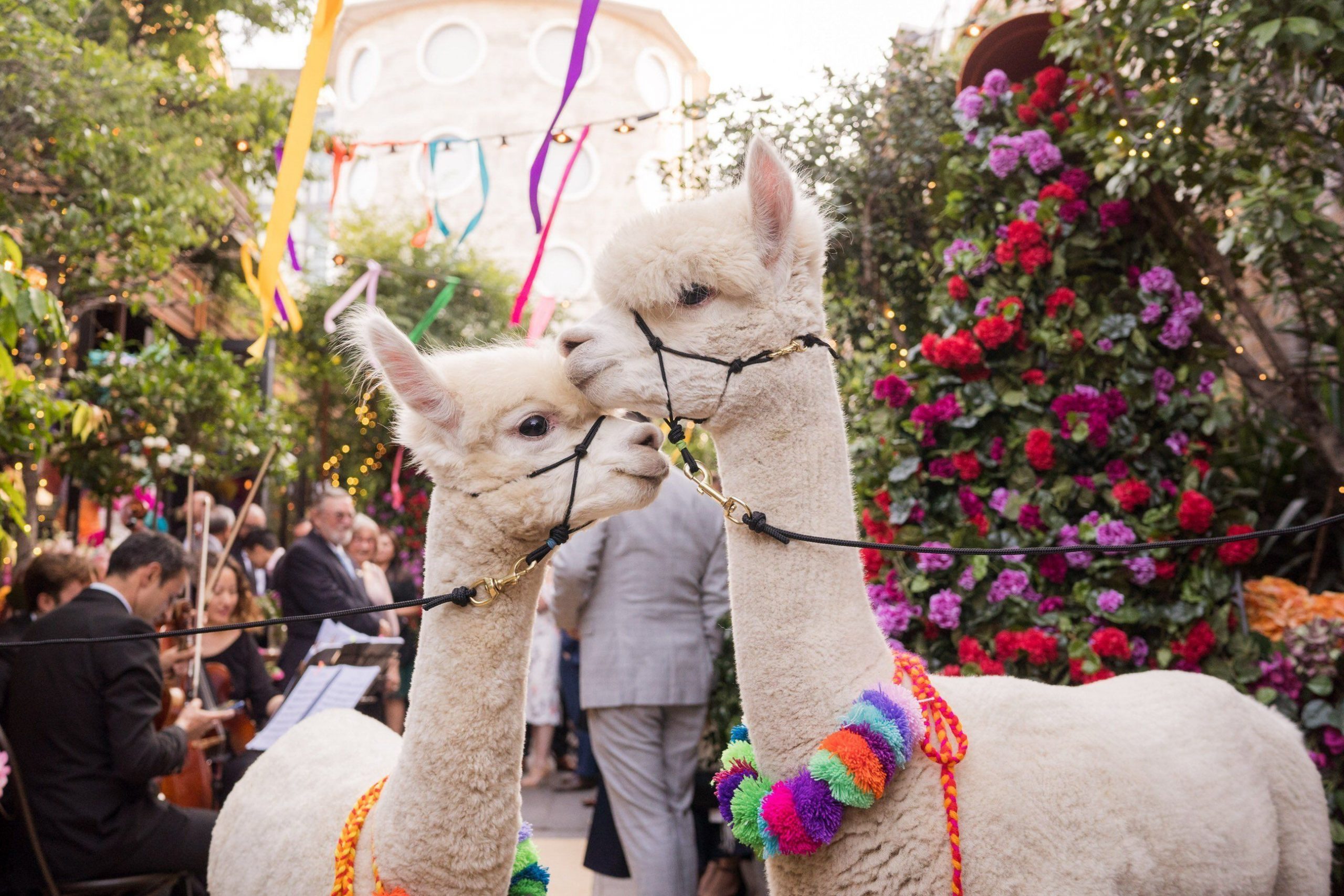 Peruaanse bruiloft met alpaca's